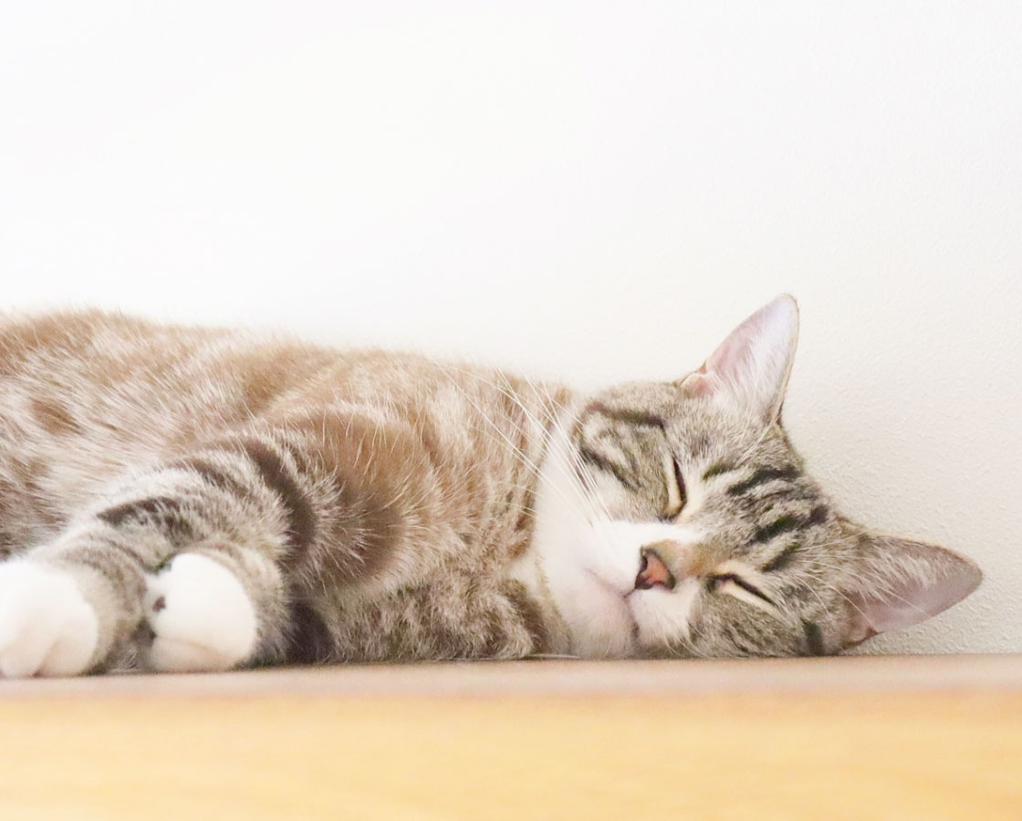 ねこちゃん