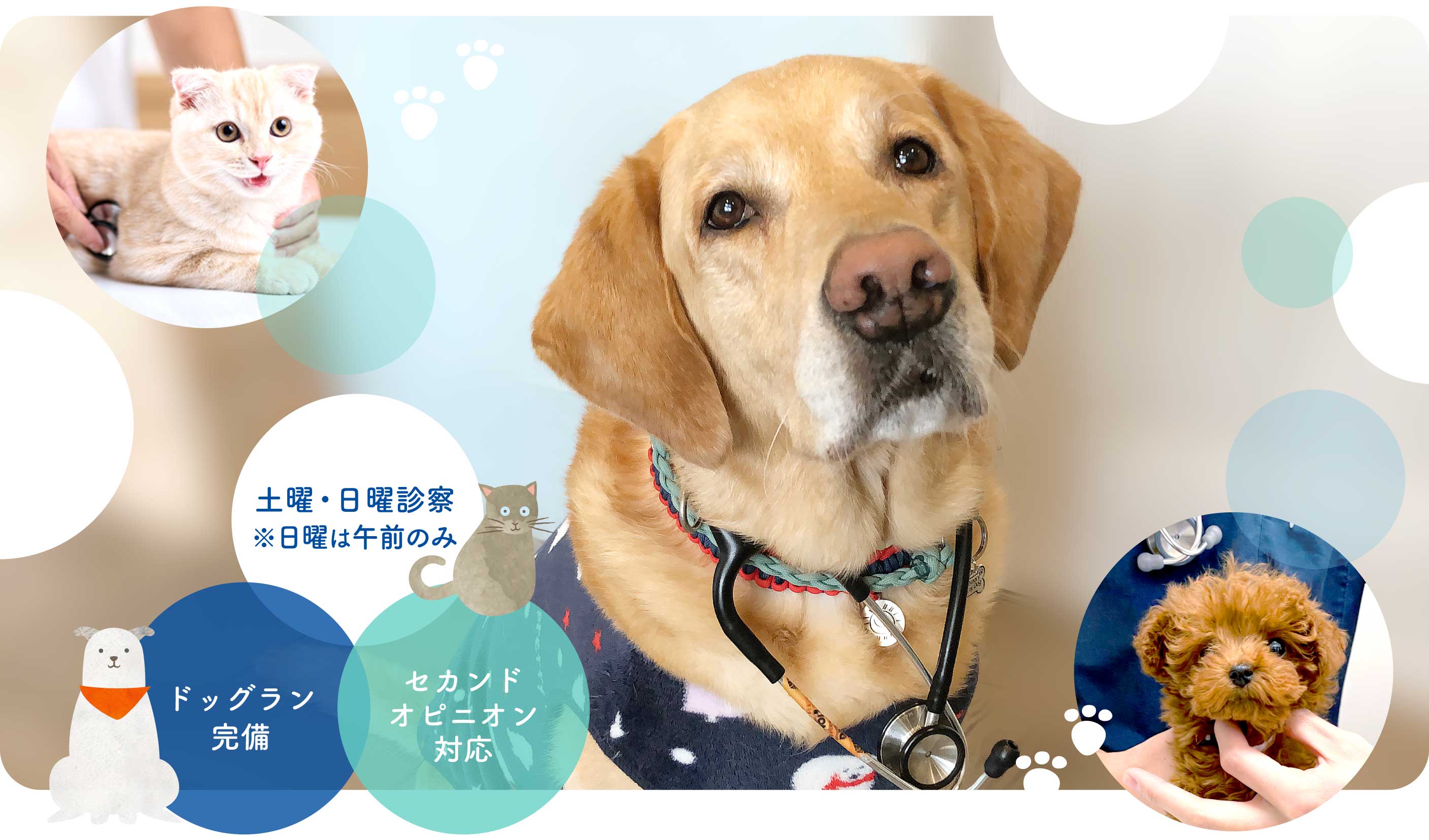 富田林市の動物病院なら『うぃっと動物病院』へ。日曜診療(午前)、セカンドオピニオン対応、ドッグラン完備です。